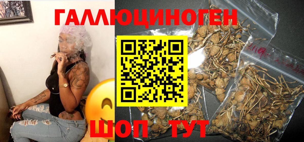 Галлюциногенные грибы Psilocybine cubensis Конаково