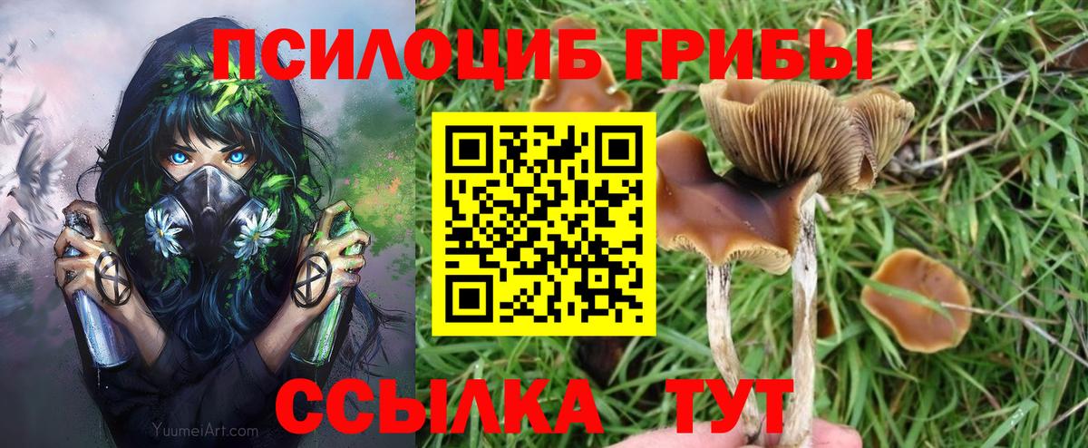 Псилоцибиновые грибы Psilocybe  Вход с VPN  Псилоцибиновые грибы Psilocybe  где купить   Конаково 